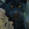 patientpuma
