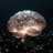 cerebrum