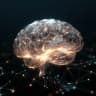 cerebrum