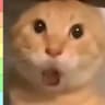 orangecat